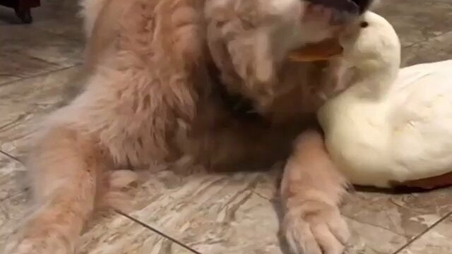 This is why we love Golden Retrievers