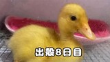 How clingy is call duck that costs more than 10 thousand CNY?