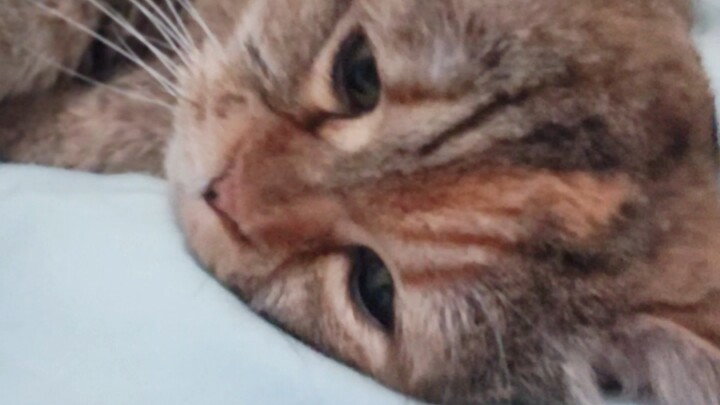 Meow Meow is Unsuccessful