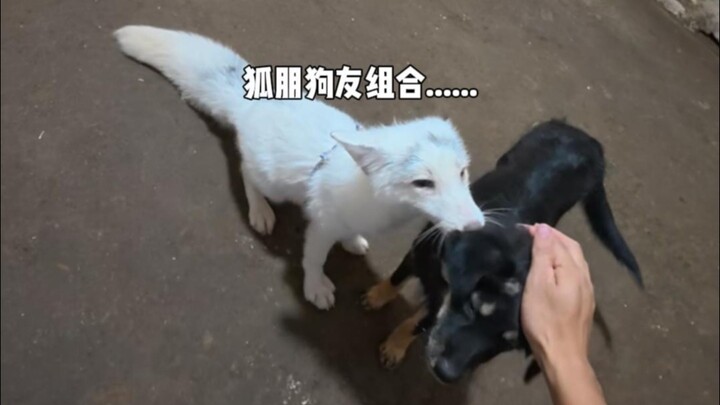 Bè bạn lông cáo, chó hoang…..
