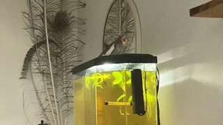 my little bird's