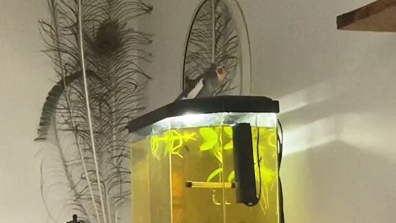 my little bird's