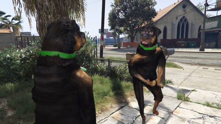 ภาษาหมาระดับ 8