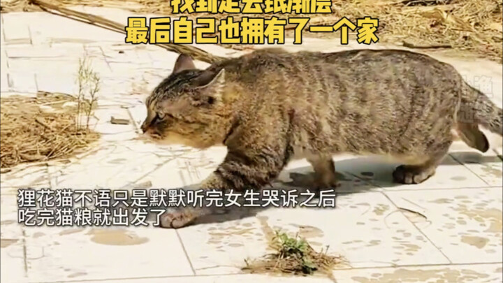 A stray calico cat helped a girl find her lost silver-tabby, and in the end, it found a home of its 