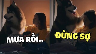 Một Chiếc Chó Chất Lượng Hơn Cả Bạn Trai 😁. | Pets TV