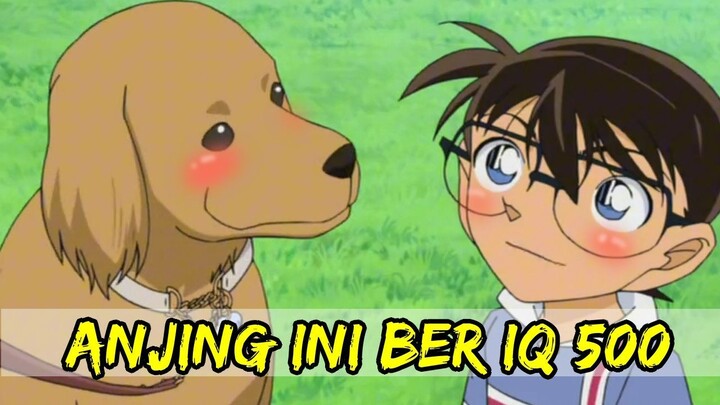 CONAN DIBANTU ANJ#NG !!