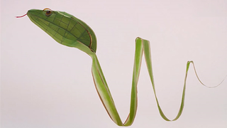 罗意威LOEWE 2025新春短片：蛇舞春响