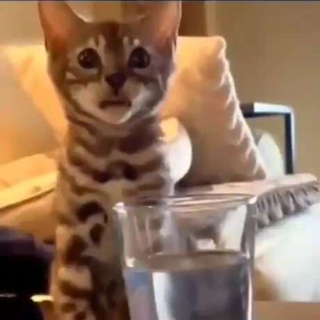 🐱🧠💧
