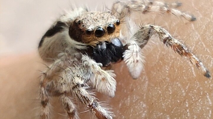Beginner’s Guide to Taming and Training Jumping Spiders