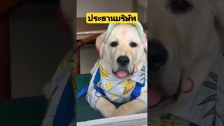 *ดูรวมคลิปเต็มกดลิงค์ข้างบน* ประธานบริษัท #คลิปตลก #funny #reels #awesome