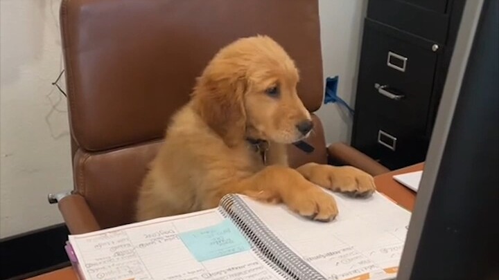 Nhật ký đi làm của cún con! Hôm nay cũng là một ngày cún con chăm chỉ làm việc!