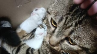 青春期小猫咪的手不敢随便拿开啊