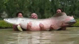 The Biggest Fish In The World.flv
