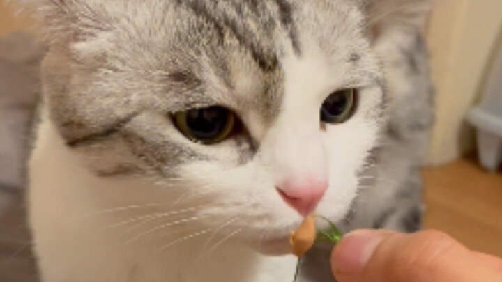 Is this cat from Northeast China?