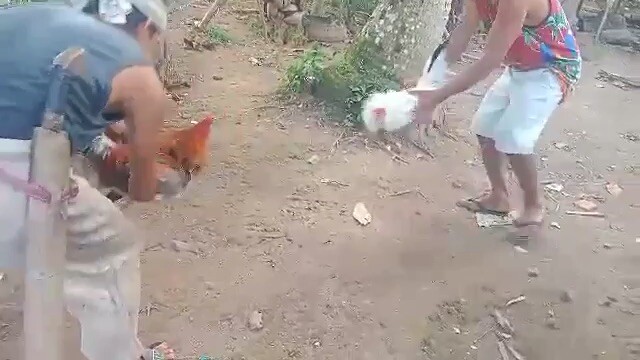 10 months old white kelso x allen roundhead