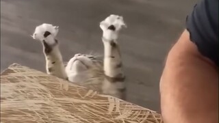 The animal finally became insane and became something I didn't recognize.