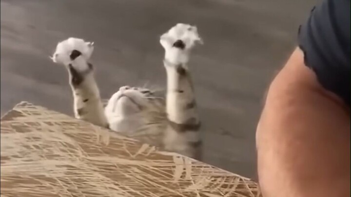 Hewan itu akhirnya menjadi gila dan menjadi sesuatu yang tidak saya kenali.