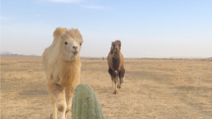 These guys are searching for me in the pasture every day.