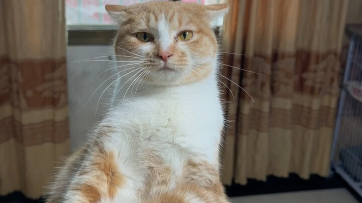 Divine Person's Cat-Holding Technique: Whatever Cat Turns into a Face-Changer