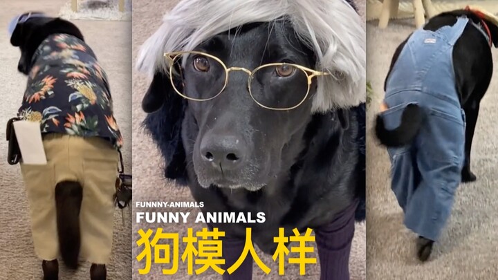 Tại sao chó trông còn giống người hơn cả người?