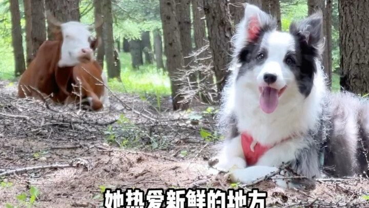 الجرو هو قائد فرقة مغامرات عالمي