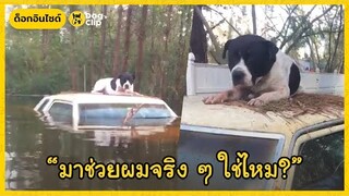 "แฮนซัมร๊อบ" น้องหมาพิตบูลผู้สิ้นหวังถูกทิ้งท่ามกลางพายุ | Dog's Clip