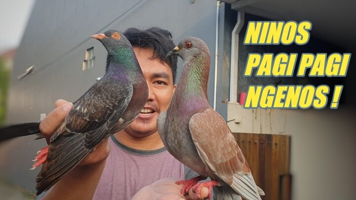 NINOS GIRING WALAU SENDIRI DI PAGI HARI | Dara Manisku