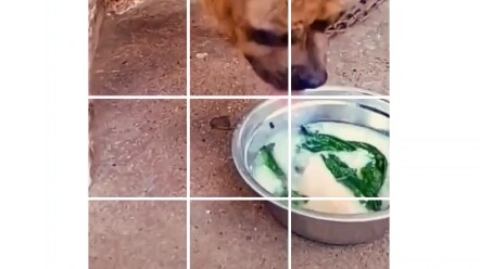 مقاطع فيديو مضحكة يومية