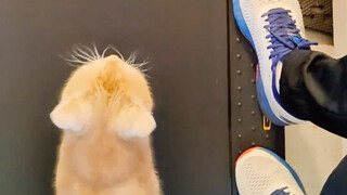 一只田园猫的爆发力