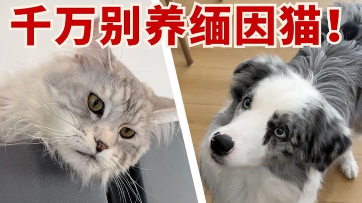 Segala Hal Benar dan Salah tentang Kucing Maine Coon～