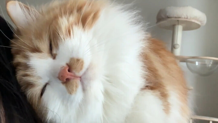 When I was halfway up, the little cat ran onto my back...