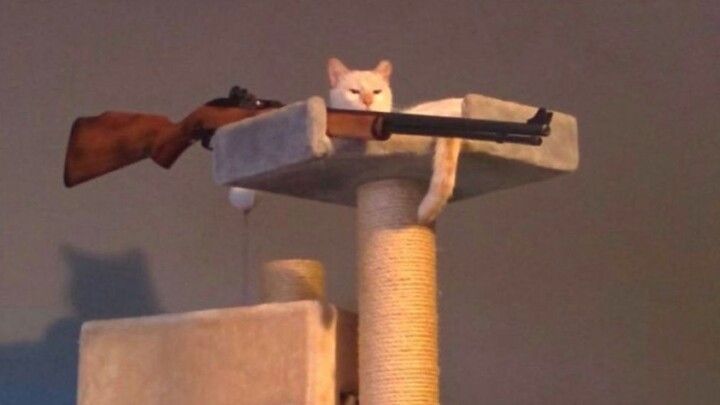 Tổng hợp video thú vị từ nước ngoài, xem xong cảm thấy cả thế giới đều thật vui nhộn! #115