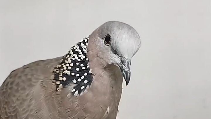 Listen to the calls of 25 bird species in one go