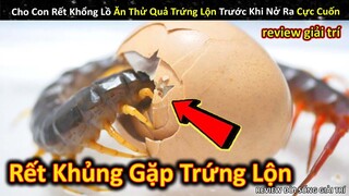 Rết Khổng Lồ Lần Đầu Nếm Thử Trứng Lộn Và Cái Kết || Review Giải Trí Đời Sống