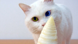 【Animal Circle】Cat tries to steal food. Behaviour corrected.