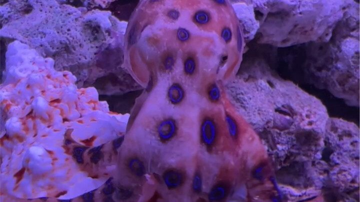 Uji Nyata: Seberapa Berbahaya Racun Gurita Cincin Biru!