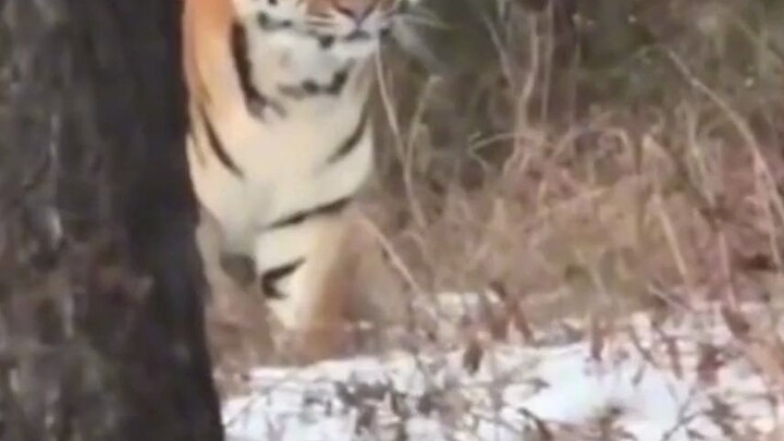 On November 28, in Hunchun, Jilin, a resident encountered a Siberian tiger while descending the moun