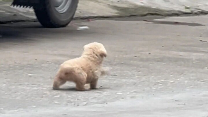 ทำไมลูกสุนัขถึงมีความสุขได้ขนาดนี้!