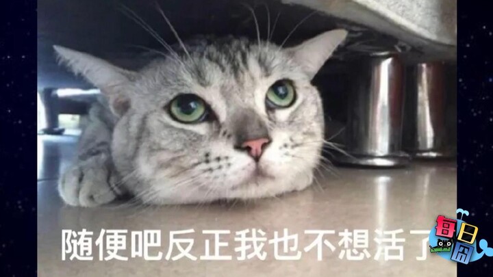 [Daily Awkward Moment] If cats could post on WeChat Moments, it’d probably look like this...