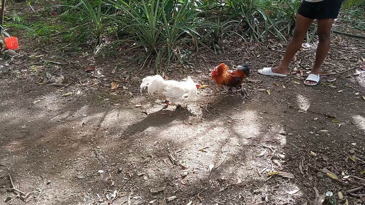 Hatch vs Bangueño white