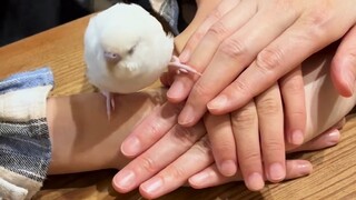 الببغاء: لا يوجد شيء لا أستطيع تعلمه