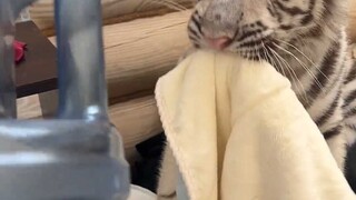 Can you take it out sooner, Mom?