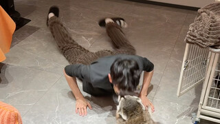 เต้นแรคคูน #แรคคูนน้อย #ติดเทรนด์ #ตลก