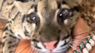 The clouded leopard cub loves its owner—its eyes are so adorable!