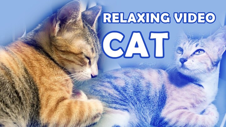 Daily Dose of Cat - Relaxing Cat video soothe your soul - кошка видео - 고양이 비디오
