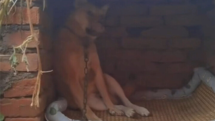 The most enthusiastic dog in the world loves to invite people to his kennel