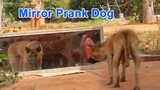 Fake Dog Sound Hide​​​​​​​​​​ Behind The Mirror For Prank Dog Hilarious Reaction |Mirror Prank II