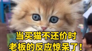 当我买猫不还价时，老板的反应惊呆了！