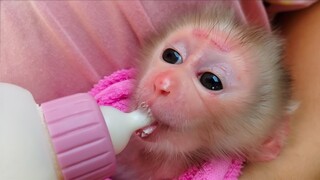 The happiest Boy!! Tiny adorable Luca is enjoys drinking milk after bathing