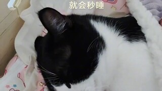 Angel Kitten, falls asleep as soon as it's time to go to bed